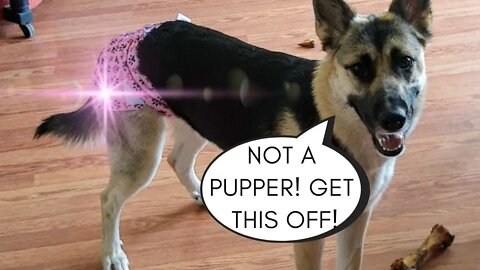 Talking Gerberian Shepsky Dog Is Not A Diaper Lover