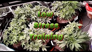 Week 6 Auto Flower Grow (Low Stress Training) [Fox Farm, Mephisto, Ethos]