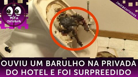 Homem ouve barulho na privada de hotel, mas ele nem imagina o que vai aparecer em seguida