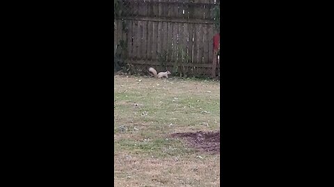 First White Squirrel I've Ever Seen