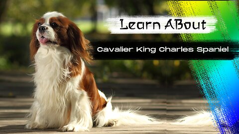 Cavalier King Charles Spaniel One Of The Laziest Dog Breeds In The World