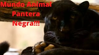 Mundo Animal- Pantera Negra!