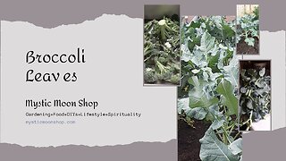 Broccoli Leaf Harvest & Processing