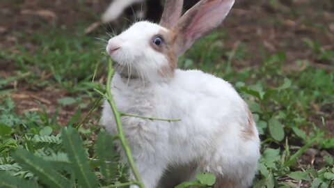 Funny Rabbit Eating Grass