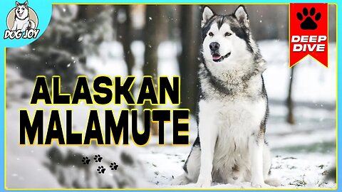 Frosty Paws and Warm Hearts: The Alaskan Malamute Story