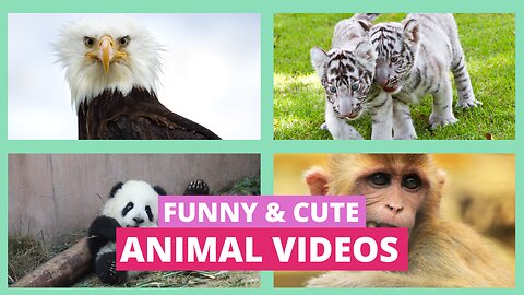 🐾 Try Not to Laugh Challenge: Funny & Cute Animal Video Compilation 2024 🐶