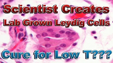Scientists Create Testosterone Producing Leydig Cells! Hypogonadism Cure?