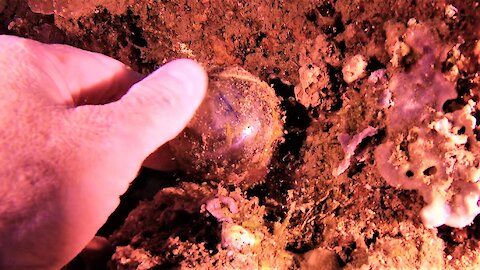 Scuba diver finds world's largest single celled organism