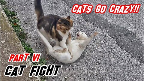 Funny cat videos | cat fight