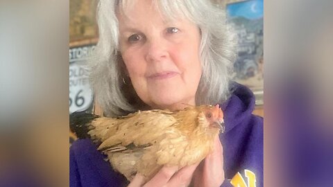 20-year-old hen from USA verified as world's oldest chicken