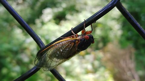 The Cicadas are here.