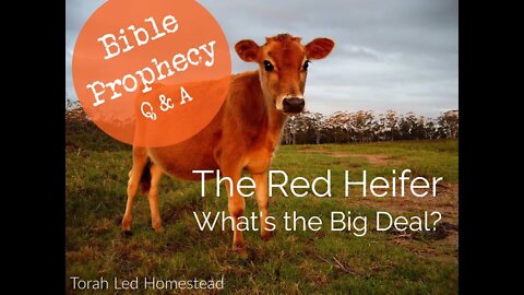 Why is the Red Heifer a Big Deal? Biblical Prophecy Q & A