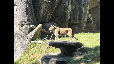 I am Lioness. Hear Me Roar.