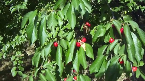 The fruits of 5 cherry trees among the cornus mas trees