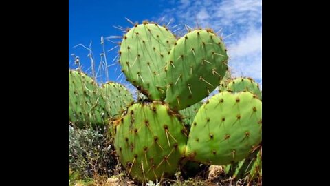 EL GRANO DEL SISTEMA 541: CACTUS, LA NUEVA ANTENA