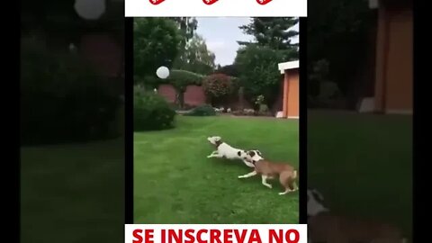 Cachorros brincando com balão #shorts