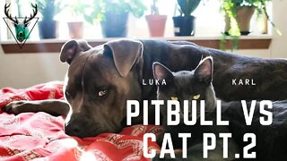 Pitbull VS Cat Part 2