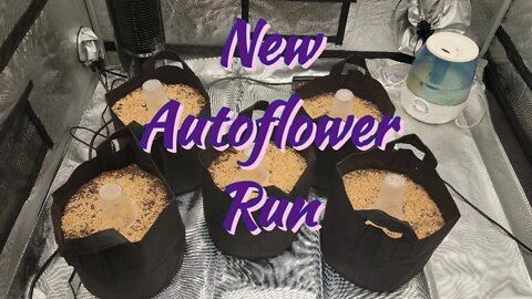 New Autoflower Run