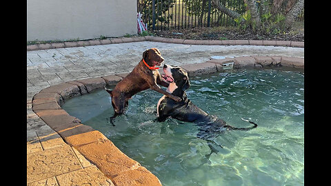 Funny Great Dane Tries to Convince Pointer Dog To Come Swimming