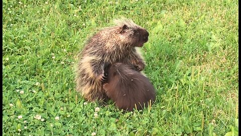 Big Momma Porcupine Nursing Baby (in our yard)