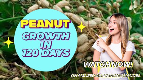 Peanut growth process in 120 days I Amazed Gardening I Peanut magically growth I #peanuts #growth