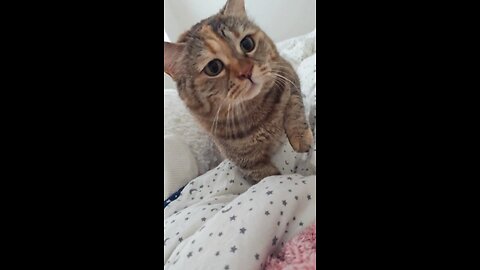 Cute Cat Meowing Part 4