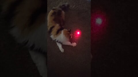 Meow the cat and her Laser Dot #shorts