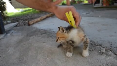 How to deactivate a cat using a... cloth hanger