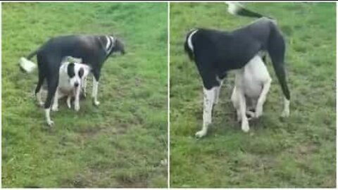 Dog tries everything to distract friend