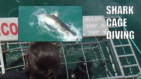 Shark cage diving in Gansbaai 14 - This one got really close to the cage