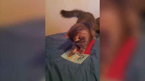 Angry Feline Goes After A Musical Birthday Card