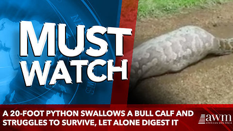 A 20-foot python swallows a bull calf and struggles to survive, let alone digest it