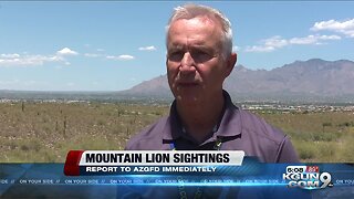 Mountain lion sightings, report them to AZGFD immediately