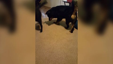 2 Dogs Chase Laser Pointer