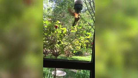 "Funny Squirrel Spins Around a Bird Feeder"