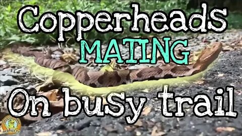 Venomous Copperheads MATING on a busy trail!
