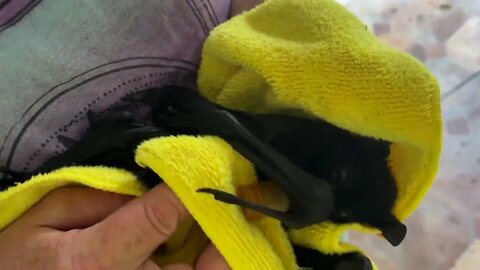 Watch A Baby Bat Who Loves Being Massaged After His Bath - Meet Pigeon