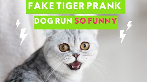 Wow Nice!! Fake Tiger Prank Dog Run So Funny Video Pranks 2021