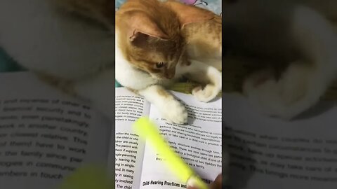 BACA BUKU 🥰 KUCING LUCU BANGET 😘🐾💕 #shorts #kucing #viral #cute #lucu #catlovers Catty lover🥰