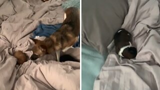 Mama Dog Adorably Puts Her Puppies In Owner's Bed