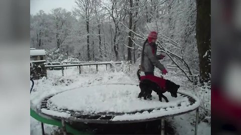 You Have to see these Snow-Loving Dogs