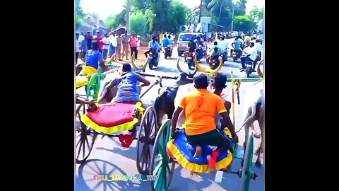 Thamilan traditional reckla race #cowboy #cockfight #bukkacock #race