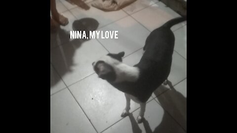 Nina, my dog love