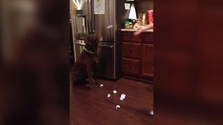 Chocolate Labrador Wins At Catching Balls of Paper