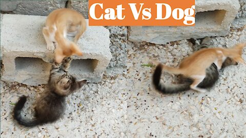 Cat vs dog fighting