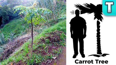 Critically Endangered Carrot Tree | Foods You've Never Heard Of