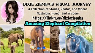 Amazing Elephant Compilation