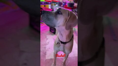 Dirty dog!!! #like #love #shortsvideo #dogs #happy #goodmorning #kids #subscribe #shortvideo #dog