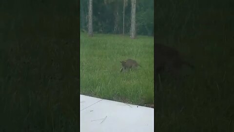 Baby Alligator vs Red Lynx