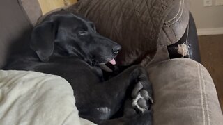 Sleepy dog sticking his tongue out
